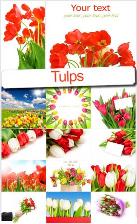 Живые цветы: Тюльпаны - Красивый растровый клипарт