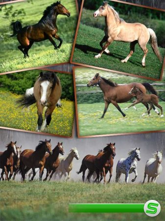 Прекрасные кони и лошади (фотосток часть третья)