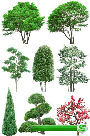 Деревья и кустарники (подборка изображений) прозрачный фон