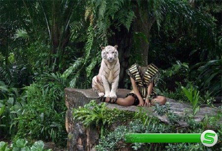  Photoshop шаблон - Вместе с белым тигром 
