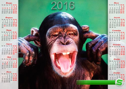 Календарь на 2016 год - Прикольная шимпанзе (png, psd)