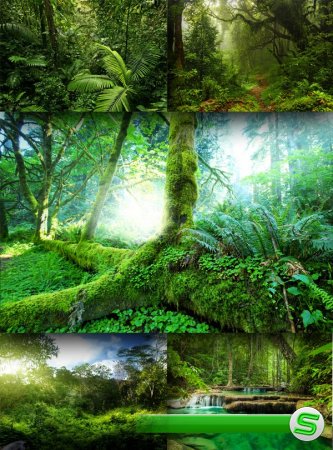 Непроходимые джунгли и тропические леса (подборка изображений)