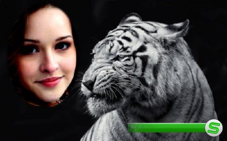  Фоторамка psd - Свирепый белый тигр 