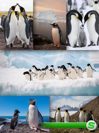 Пингвины - птицы антарктиды (подборка)