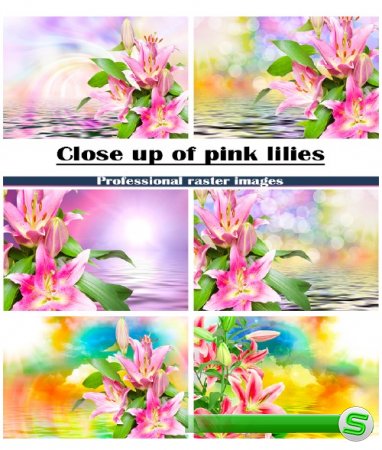 Розовые лилии крупным планом