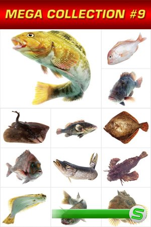 Мега коллекция №9: Морская рыба