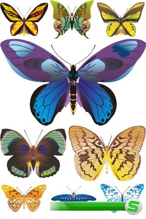 Красивые бабочки и мотыльки (подборка векторных отрисовок)