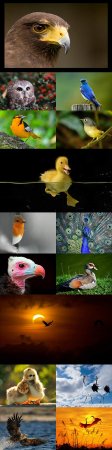 Birds raster graphics
