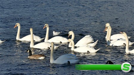 White swans swimming on the lake