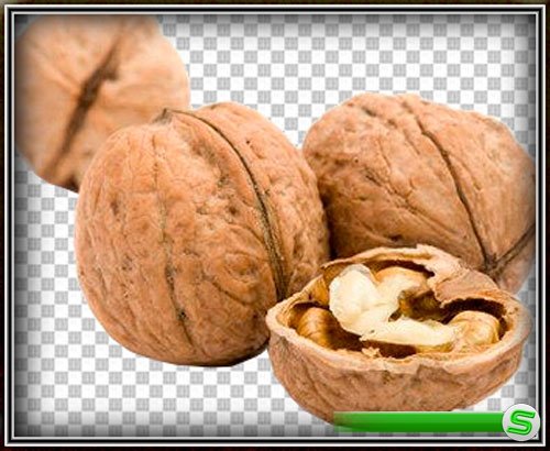 Png для фотошоп - Лесные и грецкие орехи