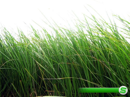 Картинки в формате png - Зеленая трава