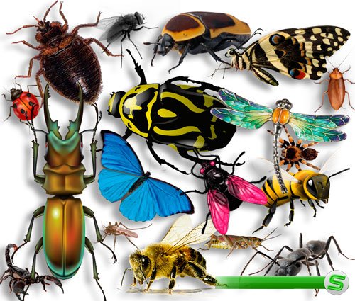Картинки в формате png - Огромный набор насекомых