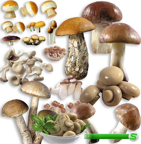 Png для фотошоп - Разные грибы