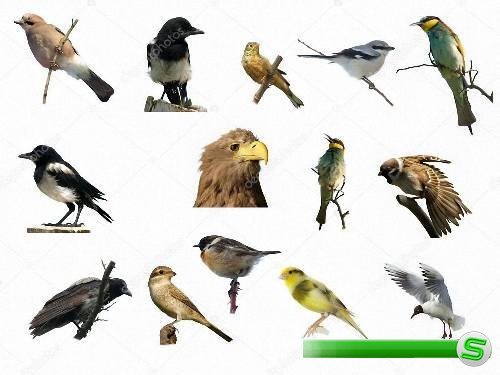 Растровый клипарт -  Разнообразные птицы