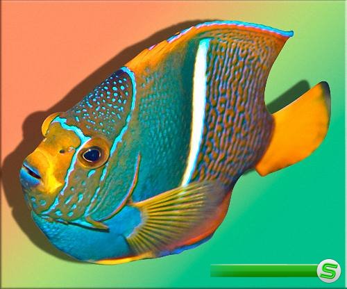 Png для фотошоп -  Дикоративные рыбки