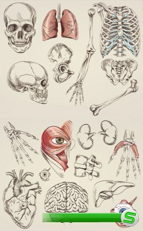 Анатомия человека (подборка векторных отрисовок) часть вторая
