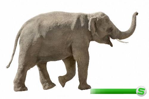 Png для фотошопа на прозрачном фоне - Африканские слоны