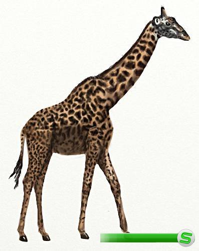 Png для клипартов - Африканские жирафы