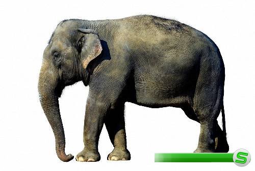 Картинки png - Слоны и мамонты