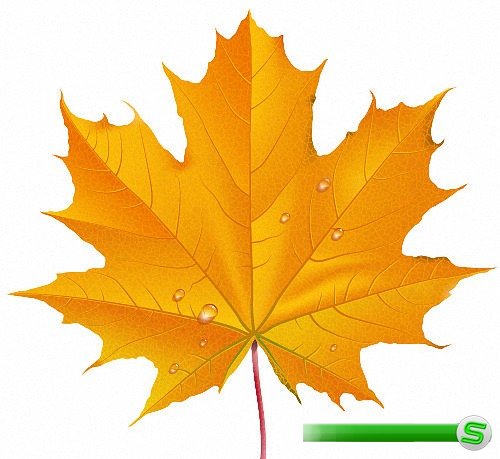 Png на прозрачном фоне - Листья осени