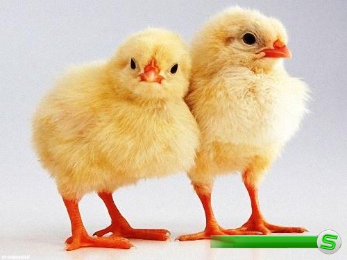 Png для фотошоп - Желтые цыплята