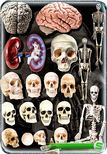 Png картинки - Анатомия человека