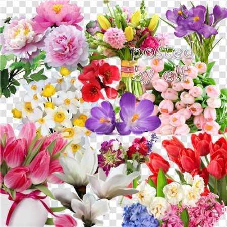  Цветы чисты, красивы и невинны - PNG клипарт