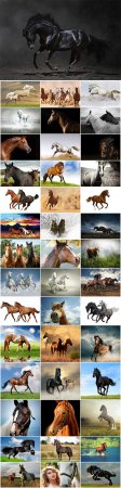 160 horses stock photo