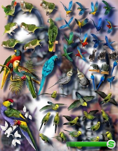 Клип-арты для фотошопа на прозрачном фоне - Цветные попугаи