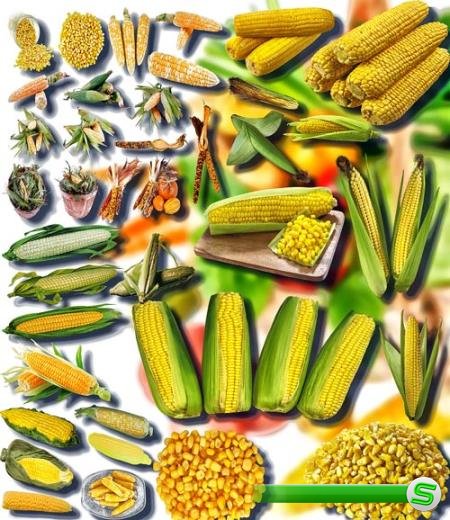 Растровые клип-арты - Сладкая кукуруза
