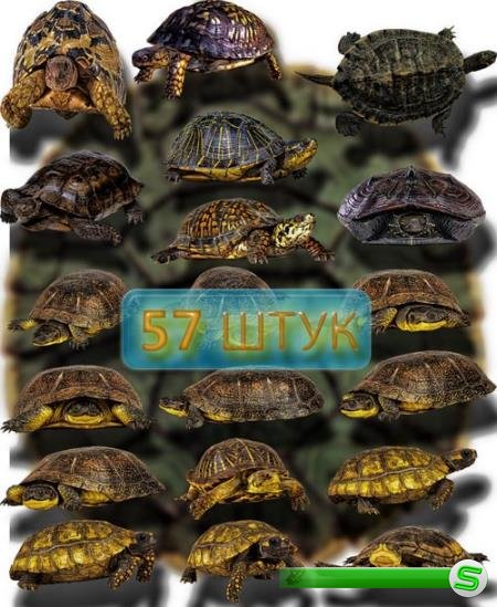 Png Клип-арты - Красивые черепахи