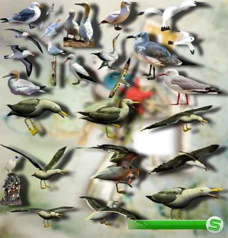 Коллекция Png клипартов - Морские чайки
