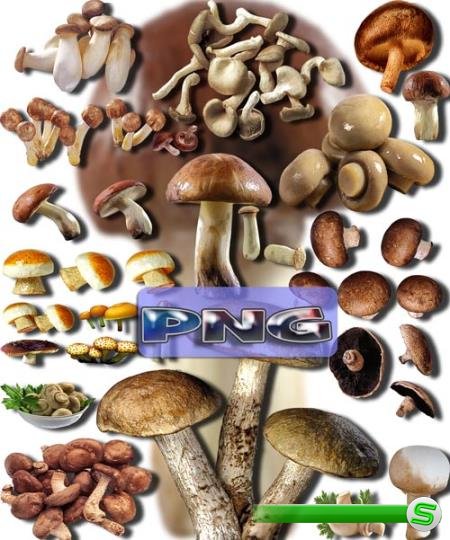 Клип-арты картинки - Съедобные грибы