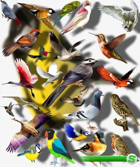 Коллекция Png клип-артов - Цветные птички
