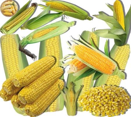 Png прозрачный фон - Сладкая кукуруза