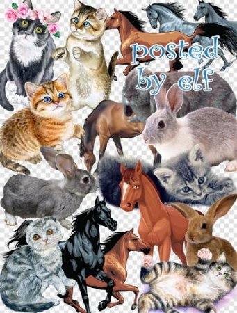  PNG клипарт - Зайцы, кошки, лошади