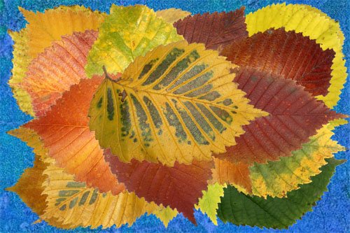Клипарт Осенние листья лиственных деревьев часть вторая