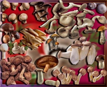Png клипарты - Осенние грибы