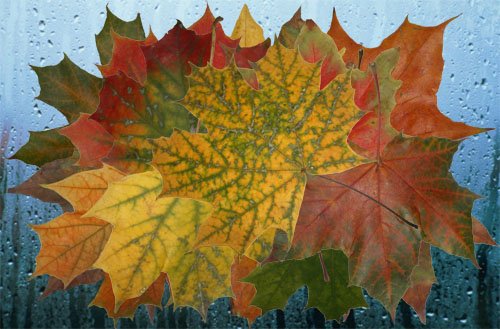 Клипарт Осенняя мозаика листьев клена 